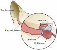 מאמרים בנושא כלבים - דלקות אוזניים בכלבים– otitis externa / ד